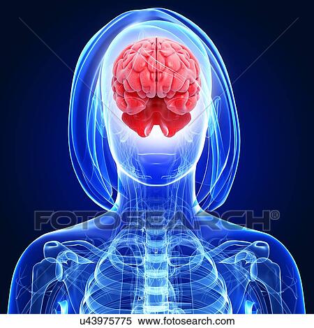 Stock Illustration - Female brain, artwork. Fotosearch