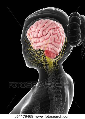 Female brain, artwork View Large Illustration Stock Illustration - Female brain, artwork. Fotosearch
