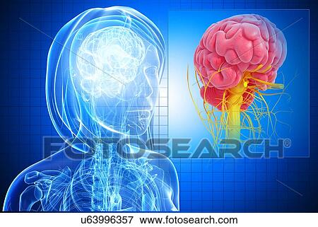 Female brain, artwork View Large Illustration Stock Illustration - Female brain, artwork. Fotosearch