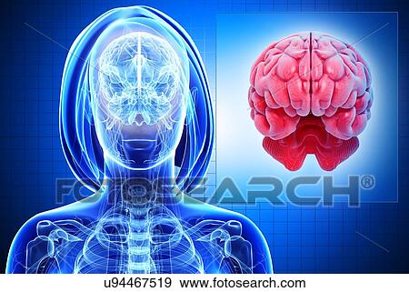 Stock Illustration - Female brain, artwork. Fotosearch