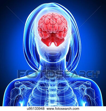 Stock Illustration - Female brain, artwork. Fotosearch