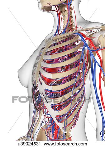 Female cardiovascular system, artwork View Large Illustration Clip Art - Female cardiovascular system, artwork. Fotosearch