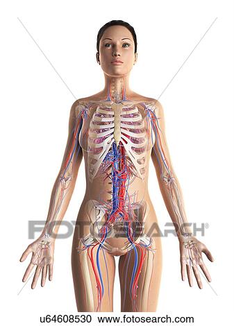 Female cardiovascular system, artwork View Large Illustration Clipart - Female cardiovascular system, artwork. Fotosearch