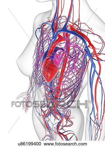 Female cardiovascular system, artwork View Large Illustration Clipart - Female cardiovascular system, artwork. Fotosearch