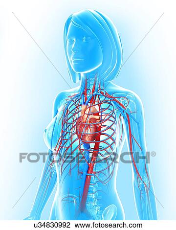 Female cardiovascular system, artwork View Large Illustration Drawing - Female cardiovascular system, artwork. Fotosearch