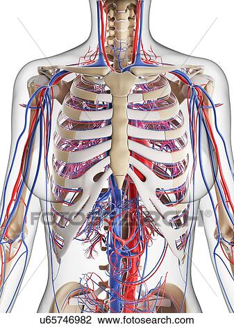 Female cardiovascular system, artwork View Large Illustration Drawing - Female cardiovascular system, artwork. Fotosearch
