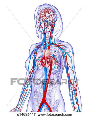Female cardiovascular system, artwork View Large Illustration Stock Illustration - Female cardiovascular system, artwork. Fotosearch