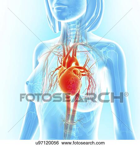 Female cardiovascular system, artwork View Large Illustration Stock Illustration - Female cardiovascular system, artwork. Fotosearch