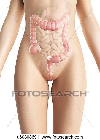 Clip Art - Female colon, artwork. Fotosearch