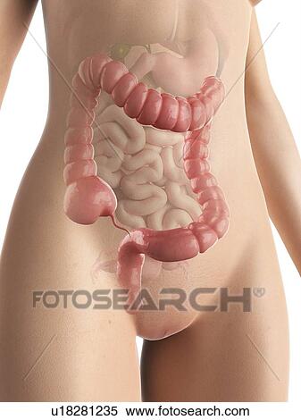 Female colon, artwork View Large Illustration Stock Illustration - Female colon, artwork. Fotosearch
