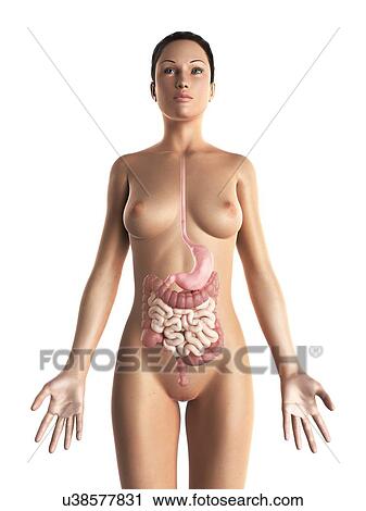 Female digestive system, artwork View Large Illustration Clip Art - Female digestive system, artwork. Fotosearch