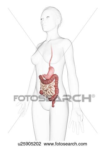 Female digestive system, artwork View Large Illustration Drawing - Female digestive system, artwork. Fotosearch