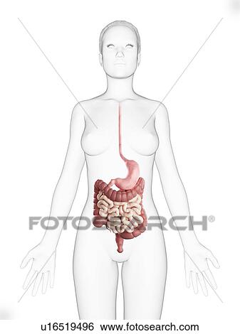 Female digestive system, artwork View Large Illustration Stock Illustration - Female digestive system, artwork. Fotosearch