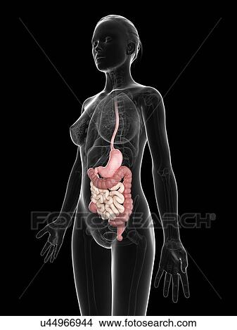 Female digestive system, artwork View Large Illustration Stock Illustration - Female digestive system, artwork. Fotosearch