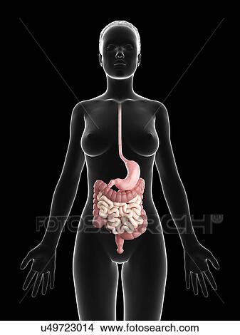 Female digestive system, artwork View Large Illustration Stock Illustration - Female digestive system, artwork. Fotosearch