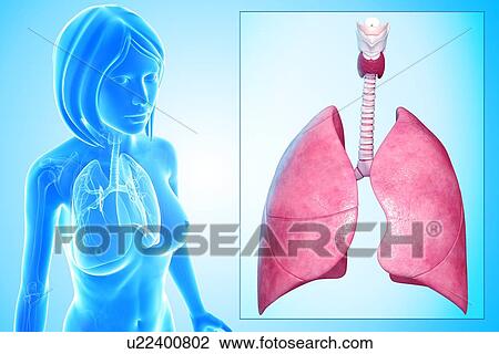 Female lungs, artwork View Large Illustration Drawing - Female lungs, artwork. Fotosearch