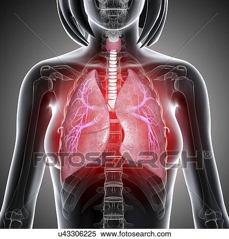 Female lungs, artwork View Large Illustration Stock Illustration - Female lungs, artwork. Fotosearch