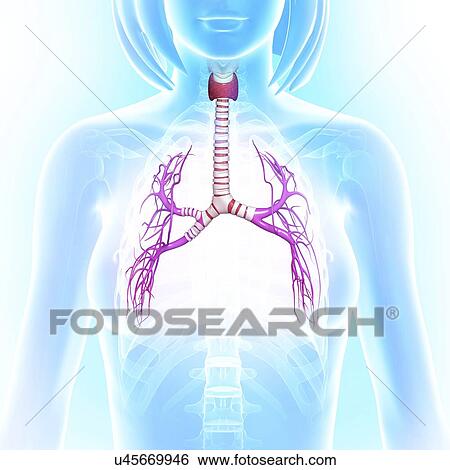 Female lungs, artwork View Large Illustration Stock Illustration - Female lungs, artwork. Fotosearch