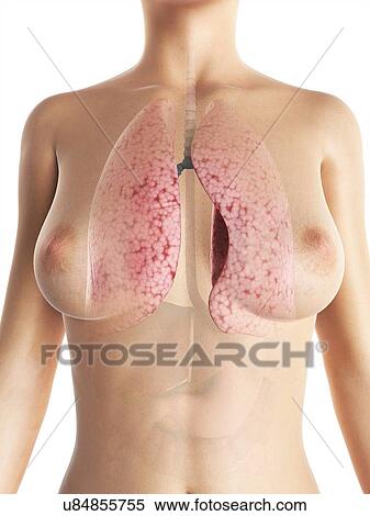 Stock Illustration - Female lungs, artwork. Fotosearch