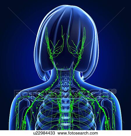 Female lymphatic system, artwork View Large Illustration Drawing - Female lymphatic system, artwork. Fotosearch