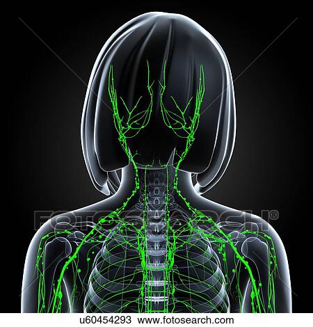 Female lymphatic system, artwork View Large Illustration Drawing - Female lymphatic system, artwork. Fotosearch