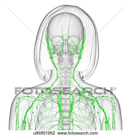 Female lymphatic system, artwork View Large Illustration Drawing - Female lymphatic system, artwork. Fotosearch