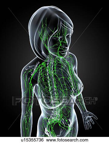 Stock Illustration - Female lymphatic system, artwork. Fotosearch