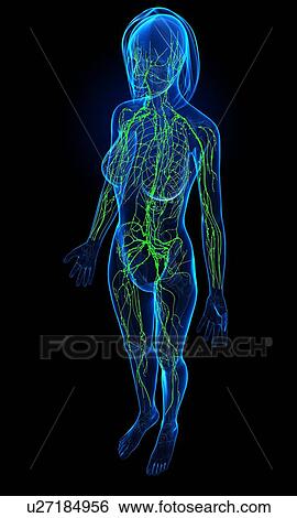 Female lymphatic system, artwork View Large Illustration Stock Illustration - Female lymphatic system, artwork. Fotosearch