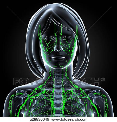 Female lymphatic system, artwork View Large Illustration Stock Illustration - Female lymphatic system, artwork. Fotosearch