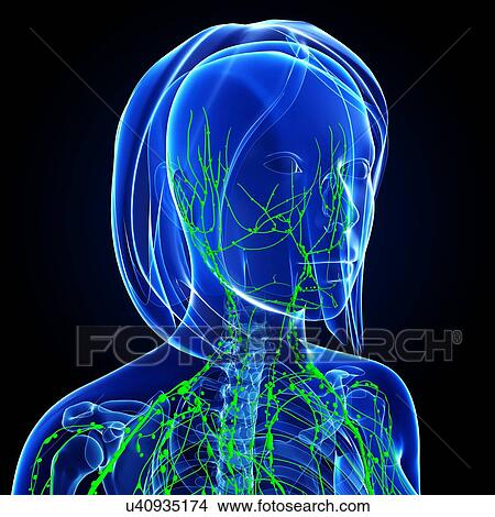 Female lymphatic system, artwork View Large Illustration Stock Illustration - Female lymphatic system, artwork. Fotosearch