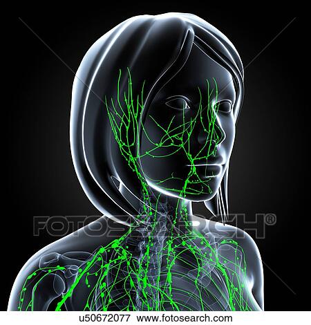 Stock Illustration - Female lymphatic system, artwork. Fotosearch