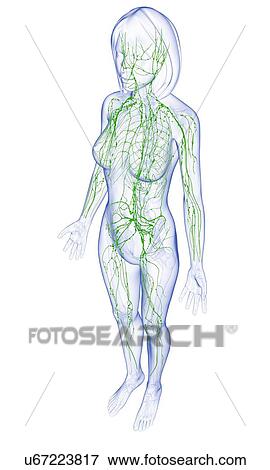 Female lymphatic system, artwork View Large Illustration Stock Illustration - Female lymphatic system, artwork. Fotosearch