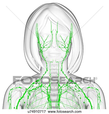 Stock Illustration - Female lymphatic system, artwork. Fotosearch