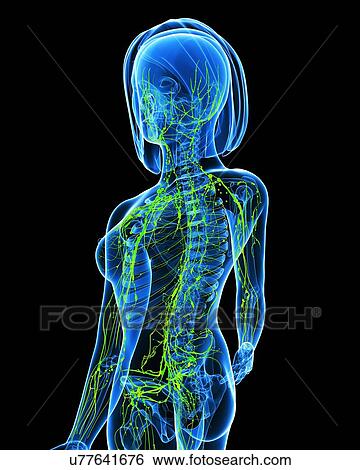 Female lymphatic system, artwork View Large Illustration Stock Illustration - Female lymphatic system, artwork. Fotosearch