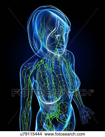 Stock Illustration - Female lymphatic system, artwork. Fotosearch