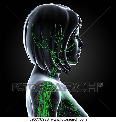 Female lymphatic system, artwork View Large Illustration Stock Illustration - Female lymphatic system, artwork. Fotosearch
