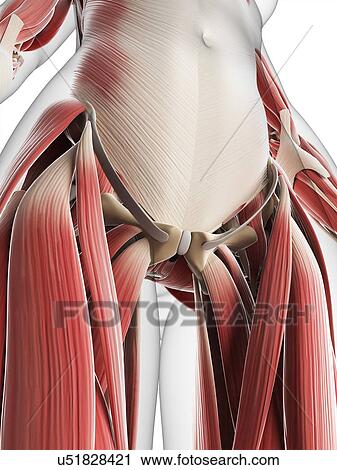 Clip Art - Female musculature, artwork. Fotosearch