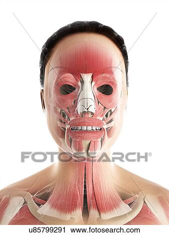 Clip Art - Female musculature, artwork. Fotosearch