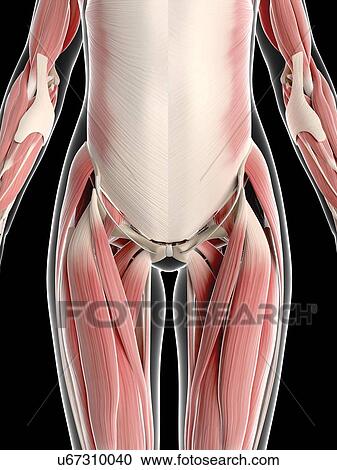 Female musculature, artwork View Large Illustration Clipart - Female musculature, artwork. Fotosearch