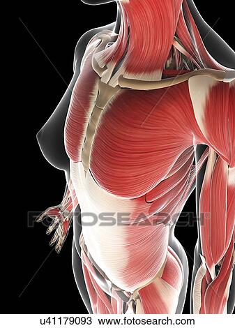 Drawing - Female musculature, artwork. Fotosearch