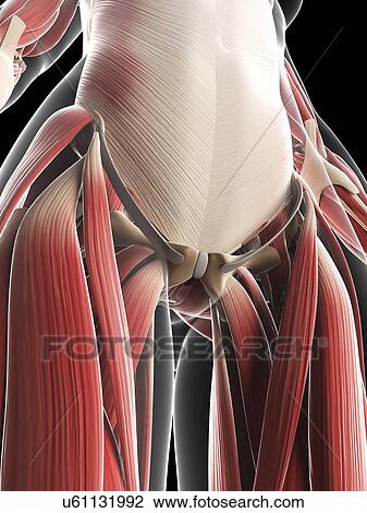 Drawing - Female musculature, artwork. Fotosearch