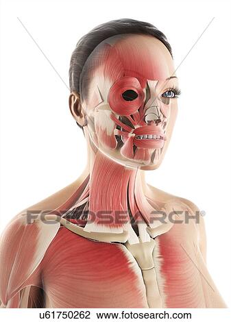 Female musculature, artwork View Large Illustration Drawing - Female musculature, artwork. Fotosearch