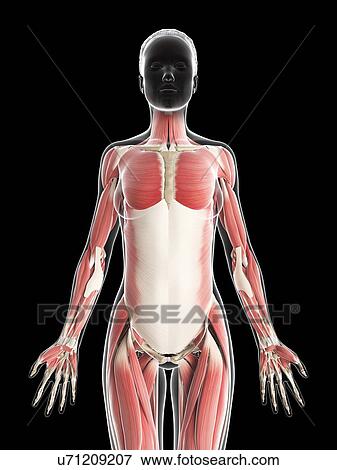 Stock Illustration - Female musculature, artwork. Fotosearch