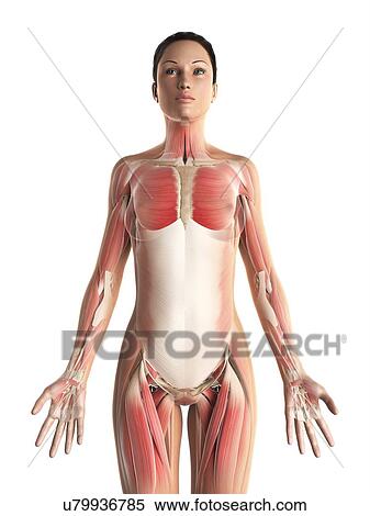 Stock Illustration - Female musculature, artwork. Fotosearch
