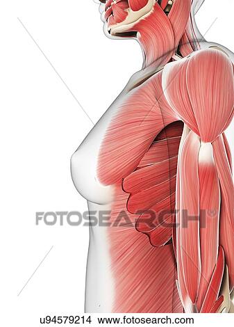 Stock Illustration - Female musculature, artwork. Fotosearch
