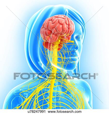 Clip Art - Female nervous system, artwork. Fotosearch