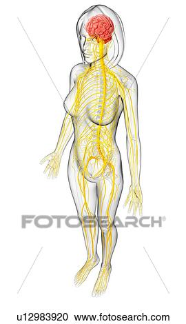 Clipart - Female nervous system, artwork. Fotosearch