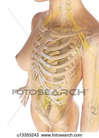 Drawing - Female nervous system, artwork. Fotosearch