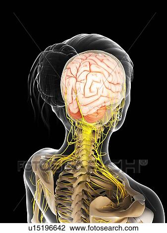 Female nervous system, artwork View Large Illustration Drawing - Female nervous system, artwork. Fotosearch