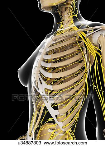 Female nervous system, artwork View Large Illustration Drawing - Female nervous system, artwork. Fotosearch
